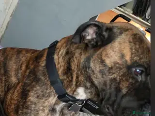 Mixed Breed dogs Bull mastiff cross staff female - Advert 1