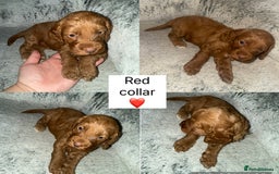 Cockapoo dogs for sale: Stunning F2 cockapoo pups  - Advert 7