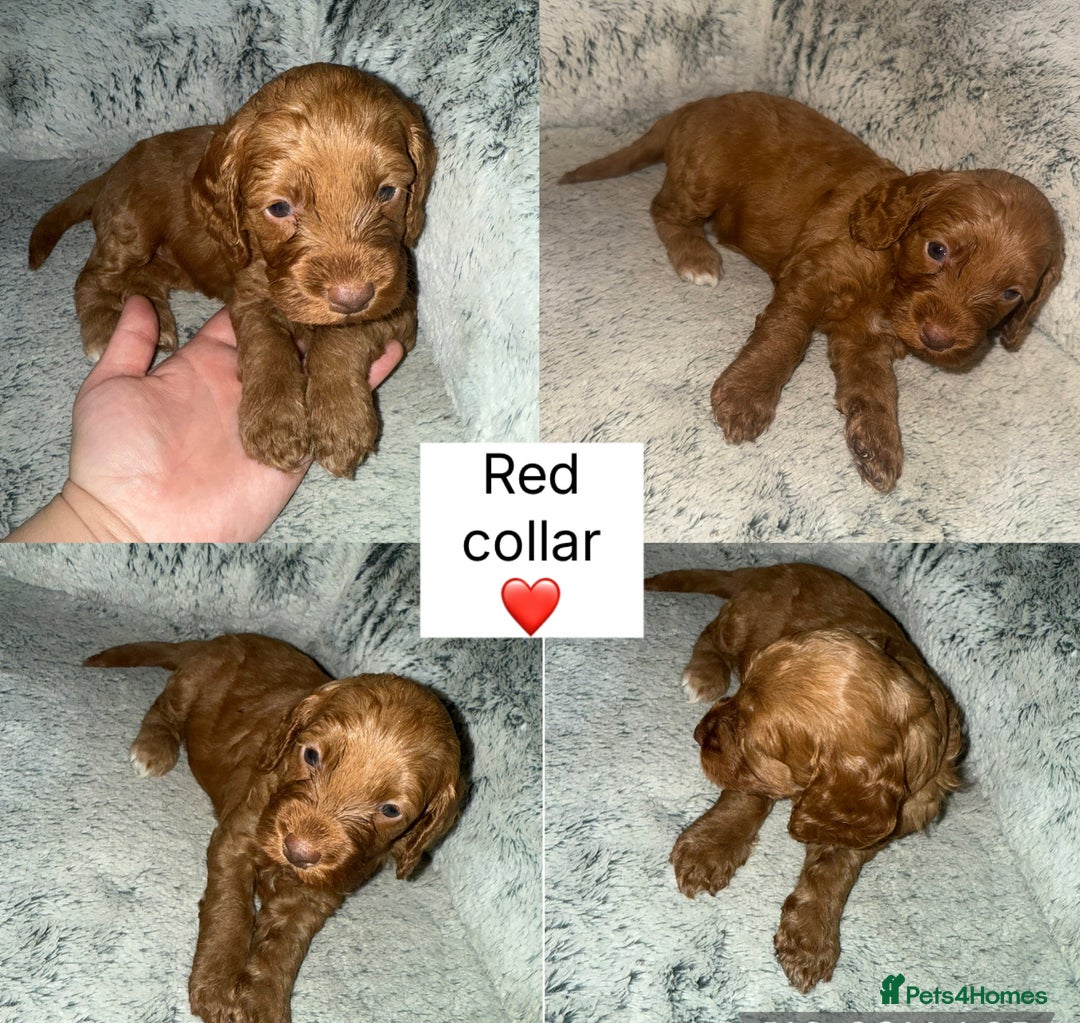 Cockapoo dogs for sale: Stunning F2 cockapoo pups  - Advert 7