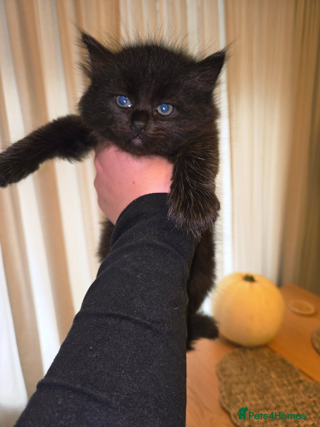 Mixed Breed cats for sale: Mixed black female kittens  - Image 6