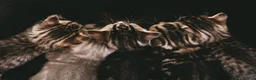 Mixed Breed cats for sale: Beautiful kittens looking for loving homes 🐾 - Advert 4