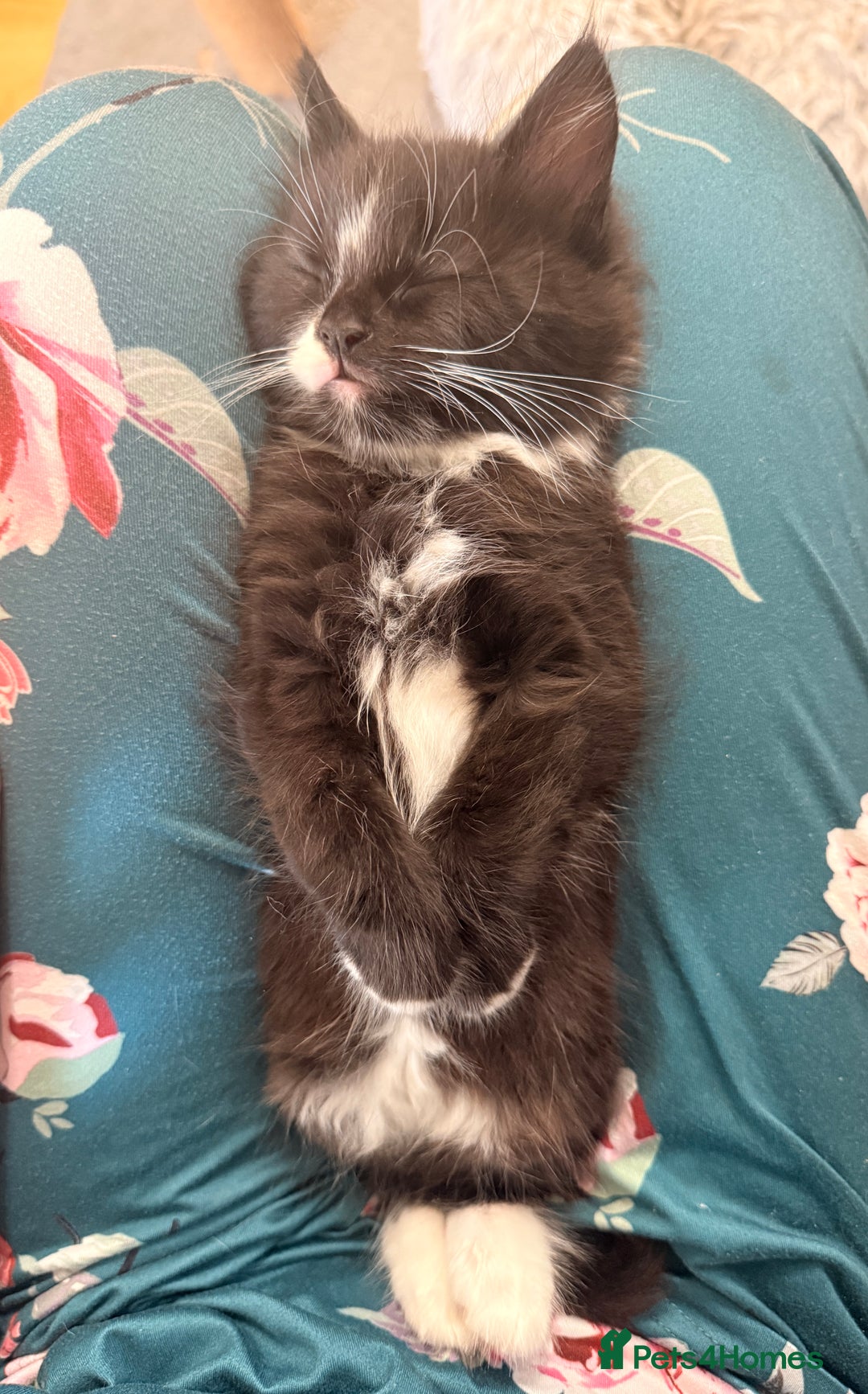 Mixed Breed cats for sale: 5 Beautiful Black & White Kittens Available  - Image 21