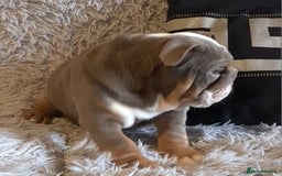 English Bulldog dogs for sale: Kc reg British bulldogs  - Image 19