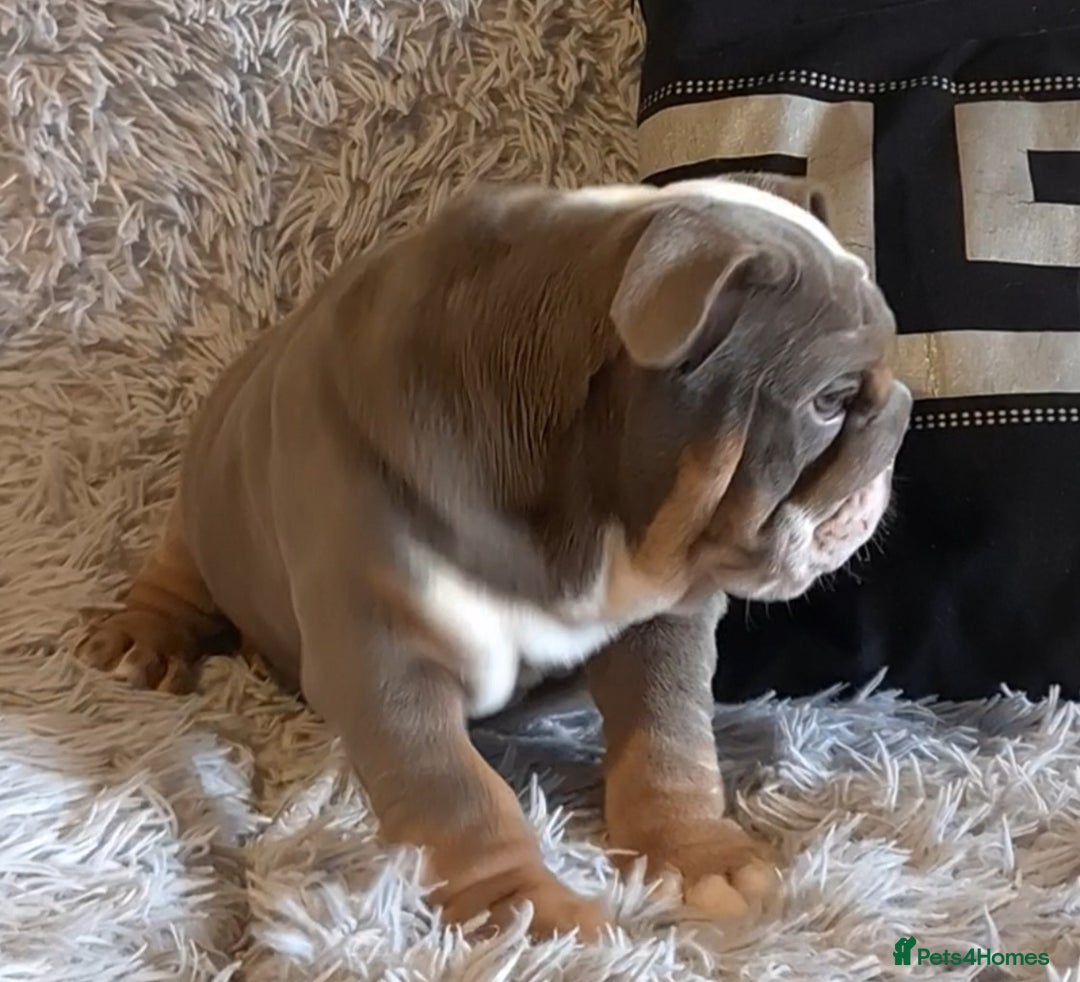 English Bulldog dogs for sale: Kc reg British bulldogs  - Image 19
