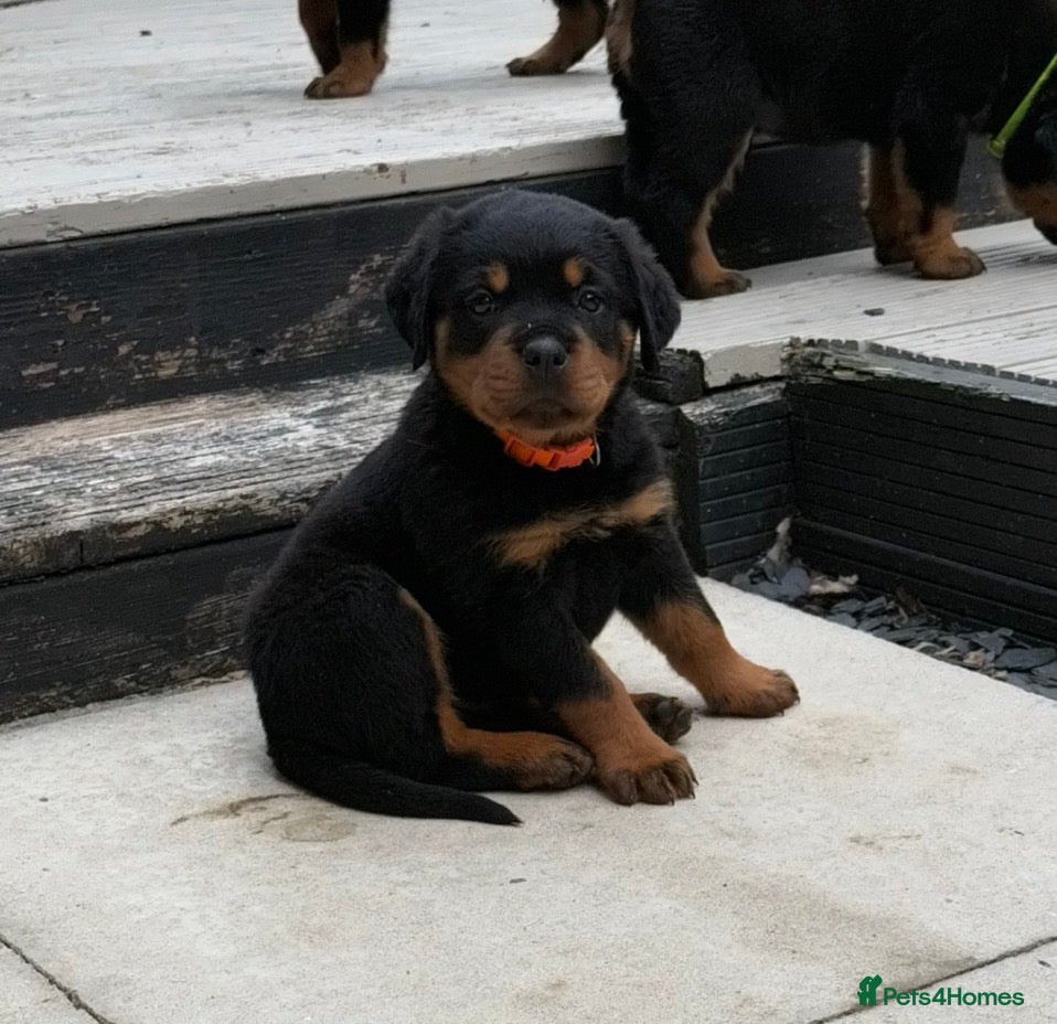 Rottweiler dogs ** 1 Girl ** German Lines Chunky Rottweiler Pups - Advert 1