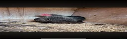 Chickens poultry for sale: Silver Birchin Trio - Advert 3