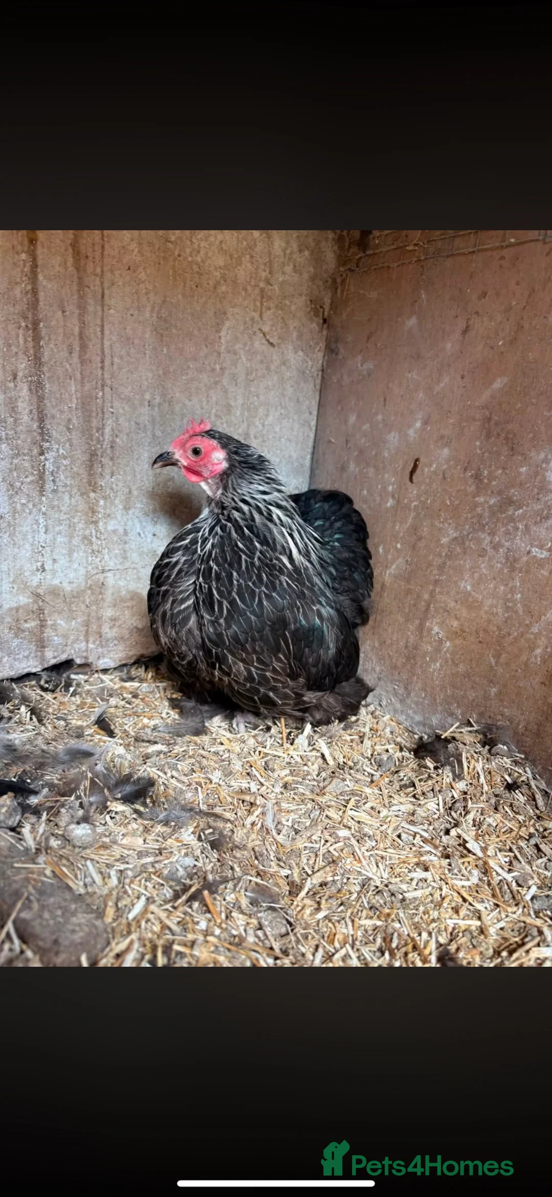 Chickens poultry for sale: Silver Birchin Trio - Advert 3