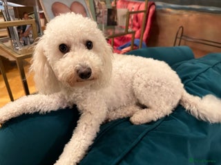 Toy Poodle dogs Rehome Toy Poodle Bitch - Advert 1