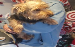 Jack Russell dogs for sale: !! For Sale!!  - Image 5