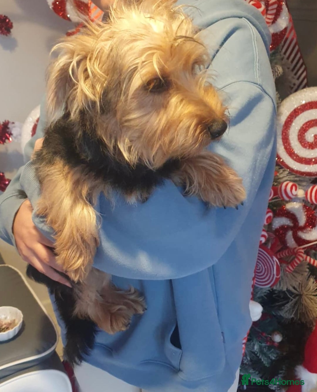 Jack Russell dogs for sale: !! For Sale!!  - Image 5