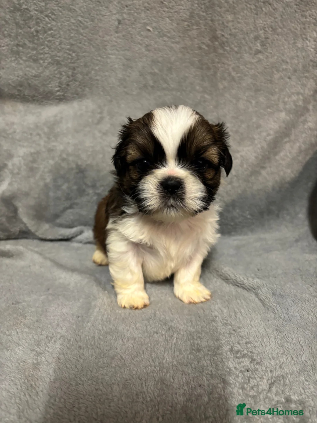 Shih Tzu dogs for sale: Shitzu - Advert 1