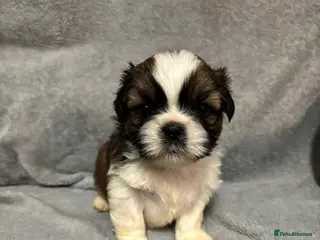 Shih Tzu dogs Shitzu - Advert 9