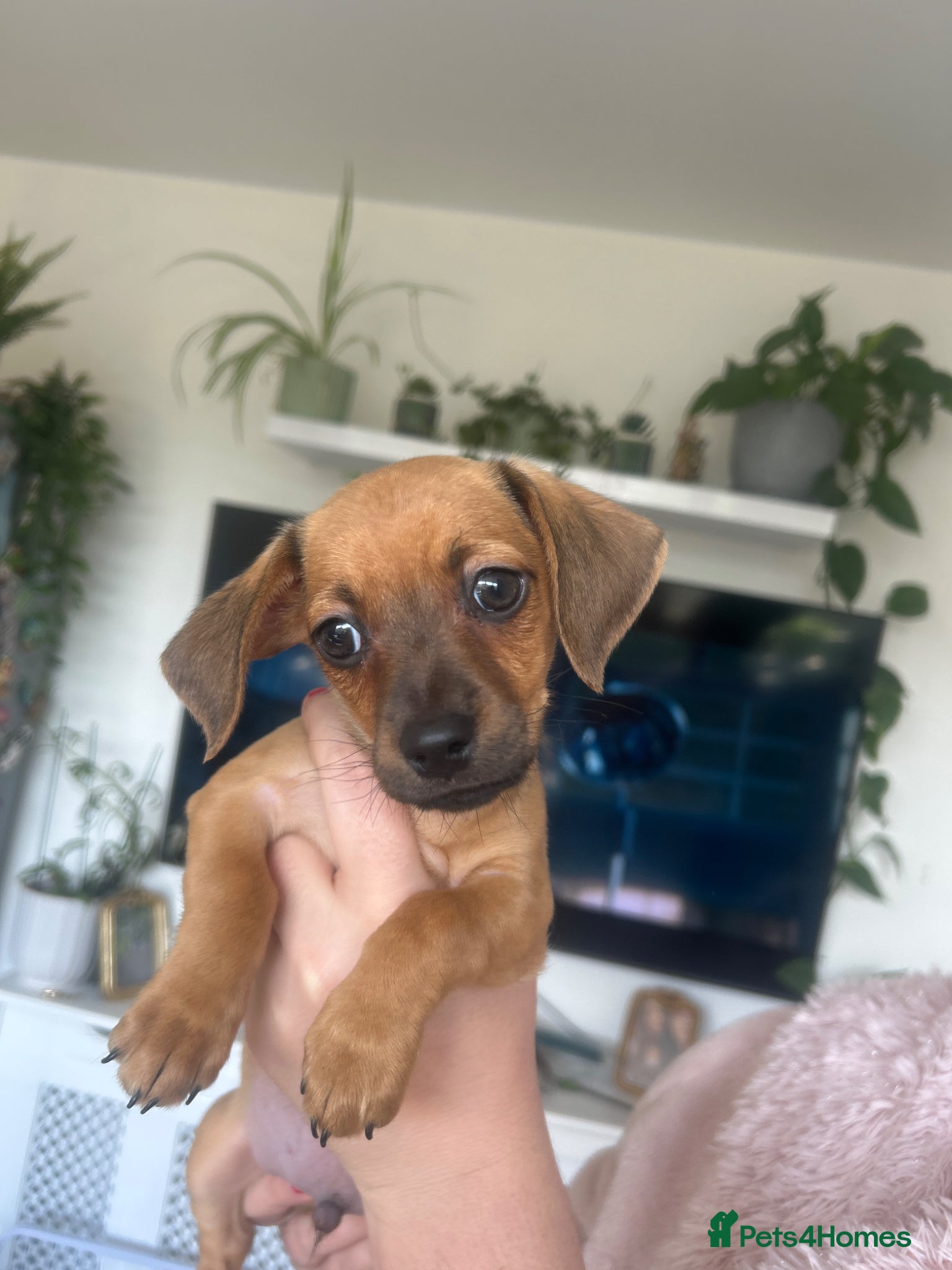 Chiweenie dogs Last boy ready to leave today  - Advert 17