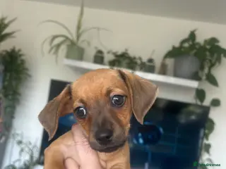 Chiweenie dogs Last boy ready to leave today - Advert 6