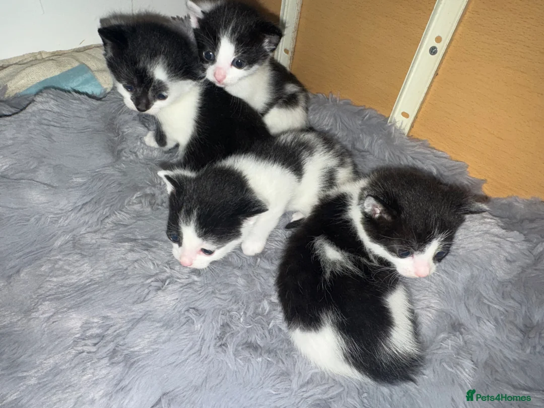 Mixed Breed rabbits for sale: Black and white kittens  in Bognor Regis - Advert 2
