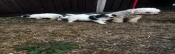 Mixed Breed dogs for sale: Four beautiful puppies for sale!! in Reading - Advert 2