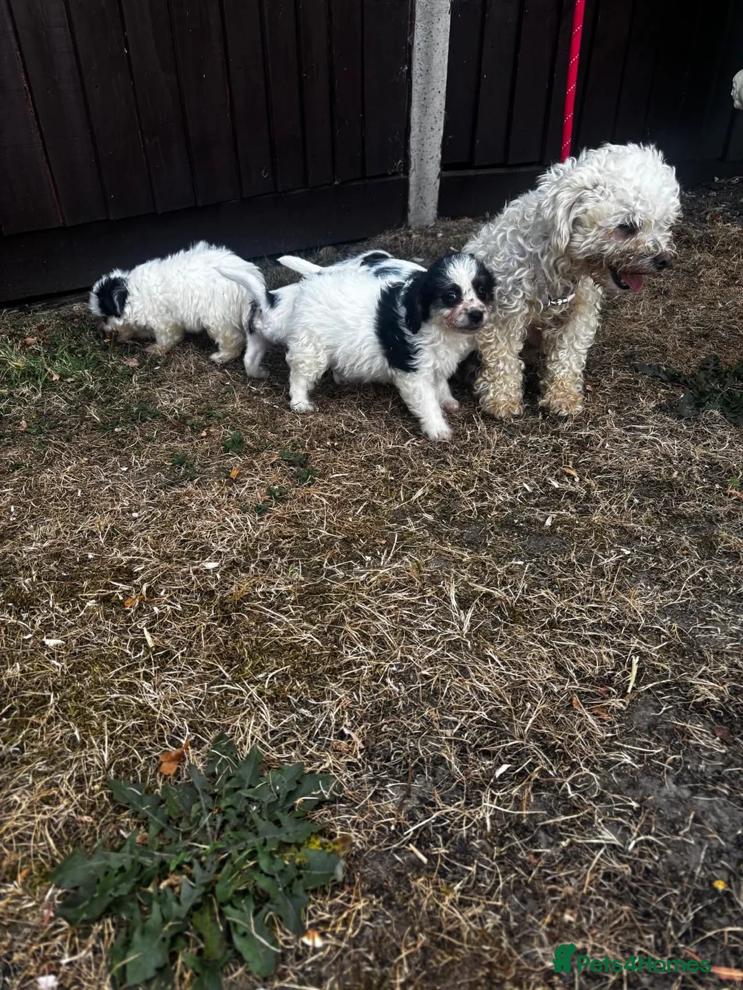 Mixed Breed dogs for sale: Four beautiful puppies for sale!! in Reading - Advert 2