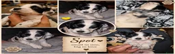 Cocker Spaniel dogs for sale: Cocker spaniel puppies due  - Advert 3