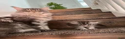 Maine Coon cats for sale: Female Pure Maine Coon Kitten in ELY - Advert 8