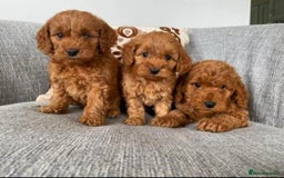 Cavapoo dogs for sale: Extensively Health tested Cavapoo puppies - Image 1
