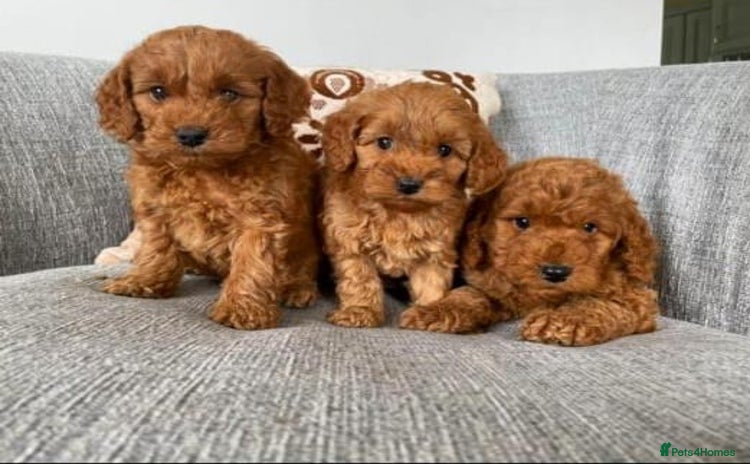 Cavapoo dogs - Advert 5