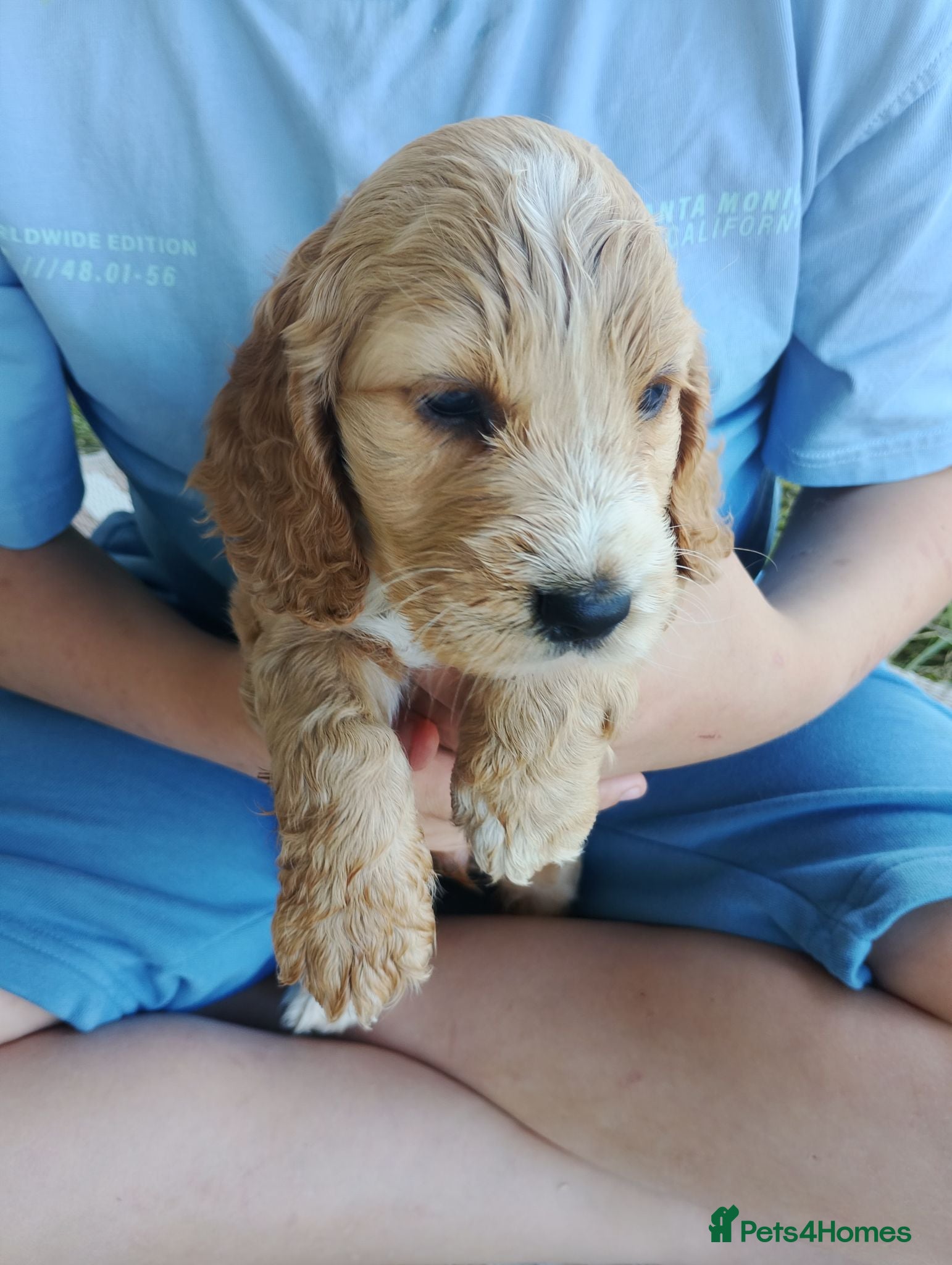 Cocker Spaniel dogs Cocker spaniel - Advert 17