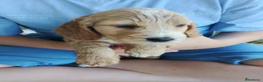 Cocker Spaniel 1