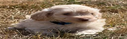 Cockapoo dogs for sale: Stunning F1B Cockapoo puppies  - Advert 21