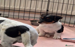 Jack Russell dogs for sale: Tricolour short legs Jack Russell  - Image 35