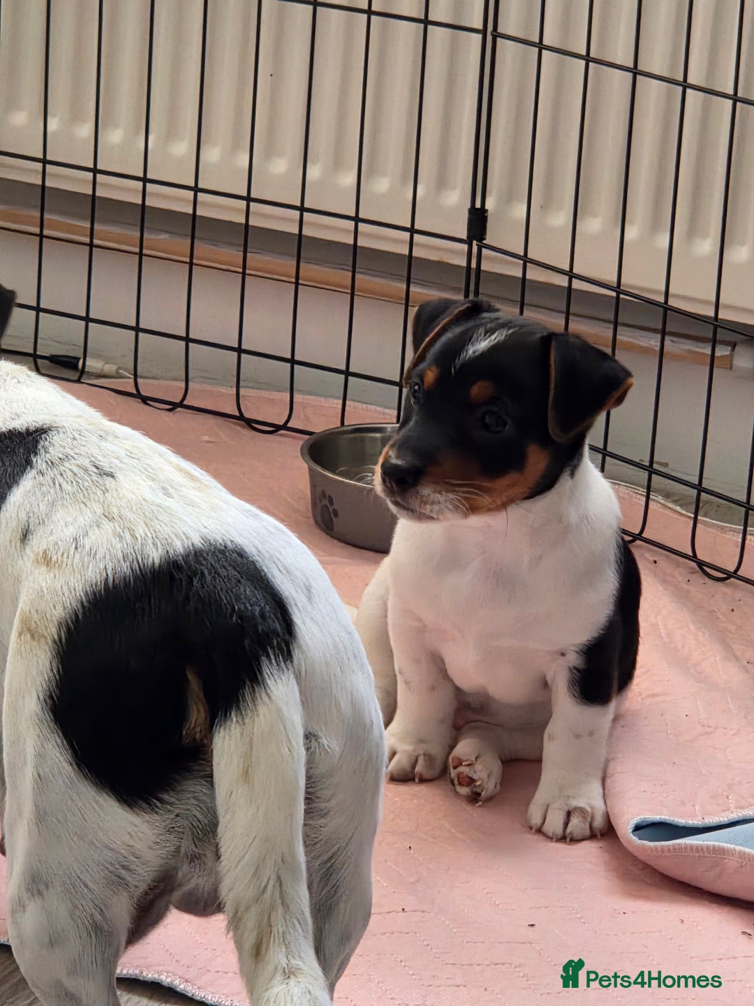 Jack Russell dogs for sale: Tricolour short legs Jack Russell  - Image 35