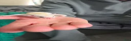 Sugar Glider rodents for sale: Baby sugar gliders  in London - Advert 3