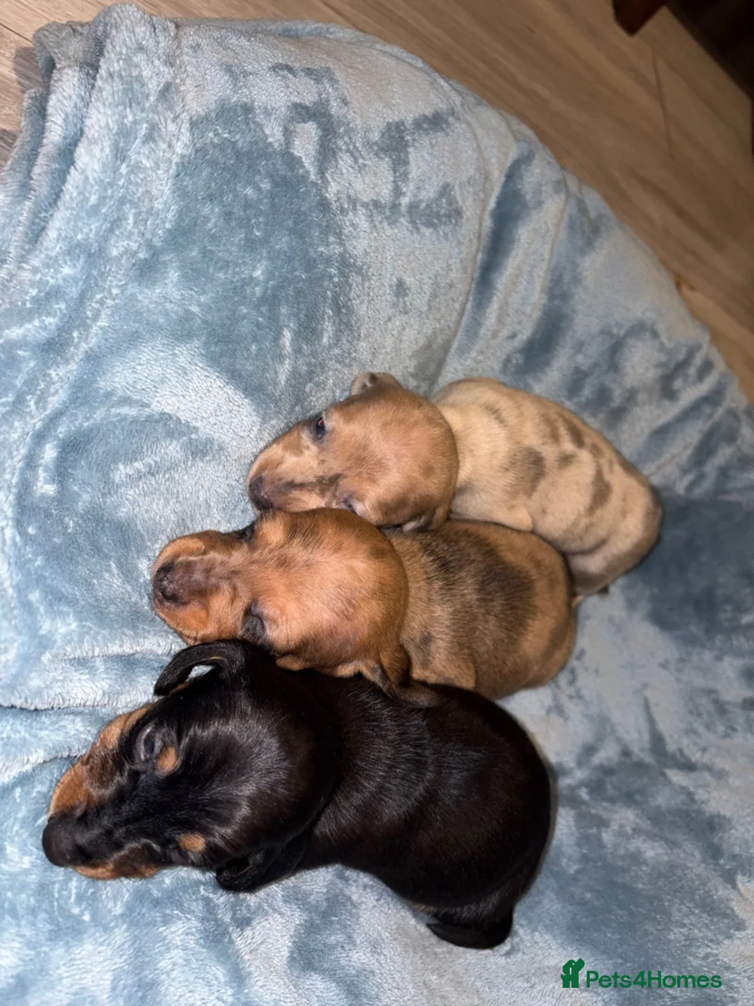 Miniature Dachshund dogs for sale: 4 Miniature Dachshund Puppies - Advert 7