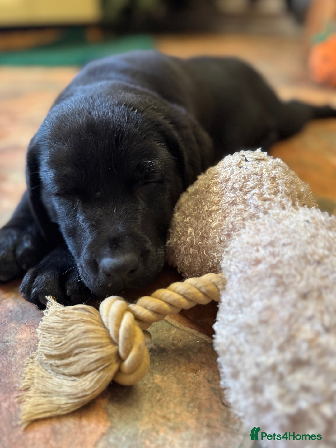 Labrador Retriever dogs for sale: KC *Vet Inspected* Black & Yellow Labrador Pups  - Advert 20