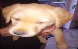 Labrador Retriever dogs for sale: Fox red labrador puppies  - Image 10