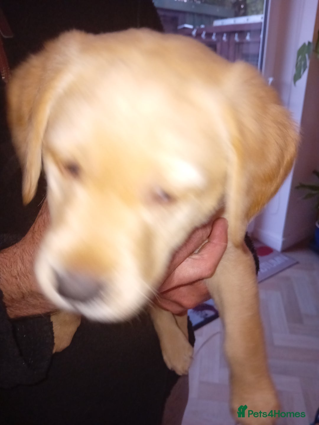 Labrador Retriever dogs for sale: Fox red labrador puppies  - Image 10