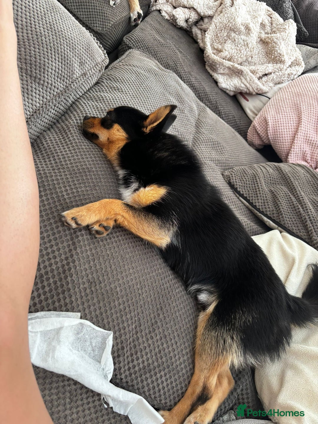 Chihuahua dogs for sale: Beautiful Chihuahua   - Image 1