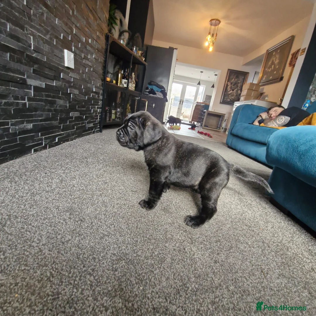 Cane Corso dogs for sale: 💜 IMPRESSIVE FULL PEDIGREE CANE CORSO LITTER 💜 - Advert 16