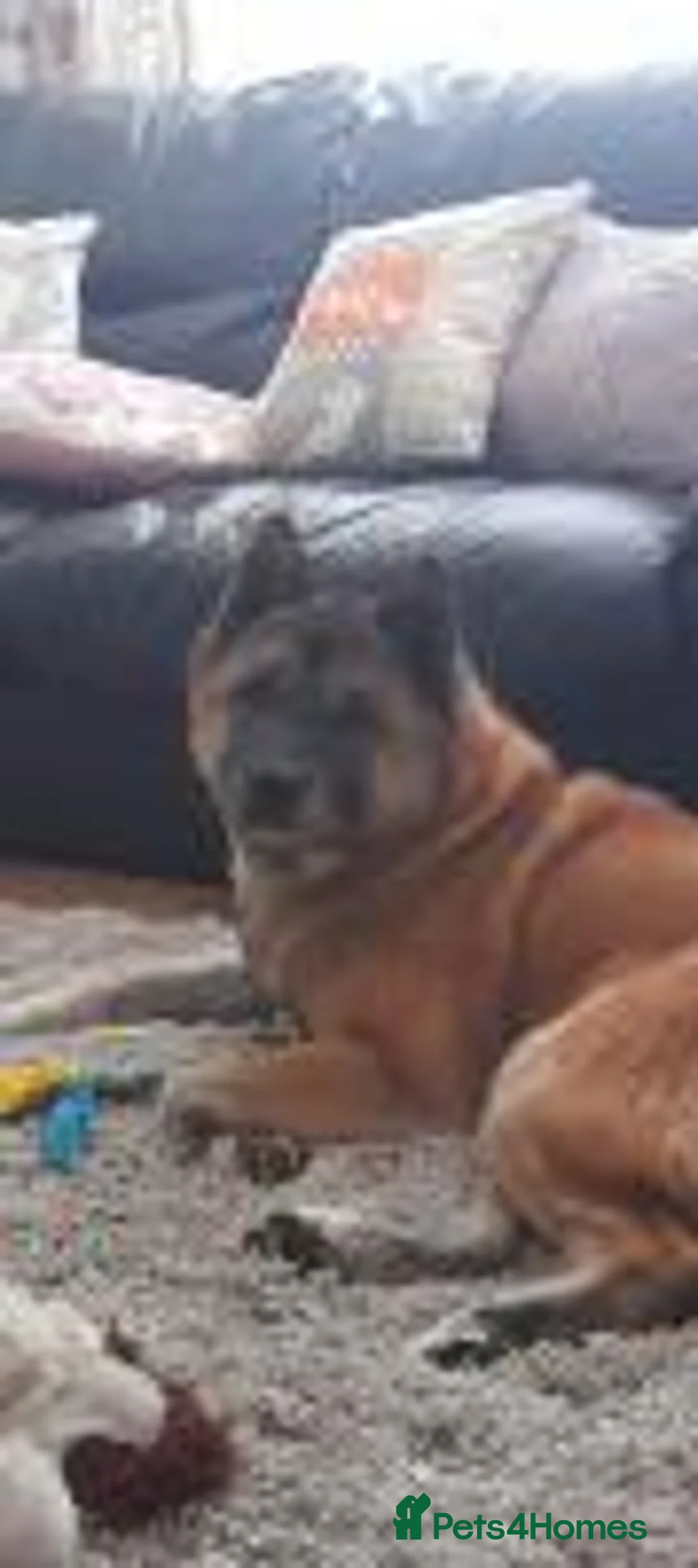 Akita dogs for adoption: Arthur in Worksop - Advert 4