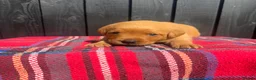 Labrador Retriever dogs for sale: 🧡 Fox Red KC working Labrador’s  in Thetford - Advert 9