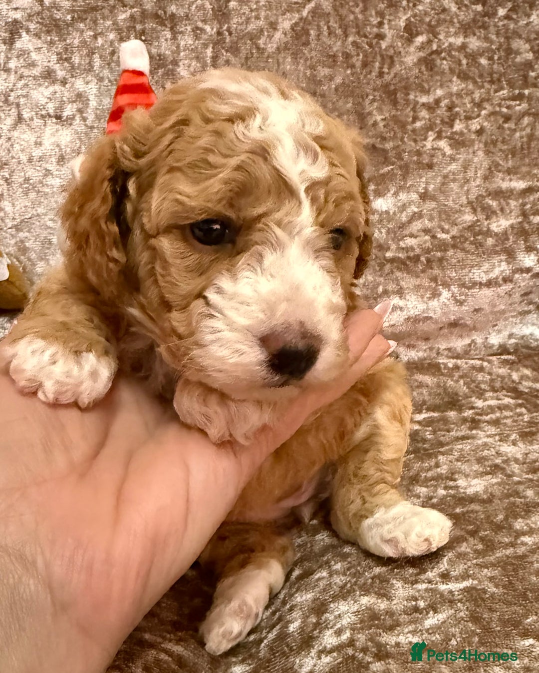 Maltipoo dogs for sale: BEAUTIFUL TEDDY BEAR F1B MALTIPOO BABIES! - Advert 3