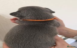 French Bulldog dogs for sale: Beautiful litter of French Bulldogs - Advert 22