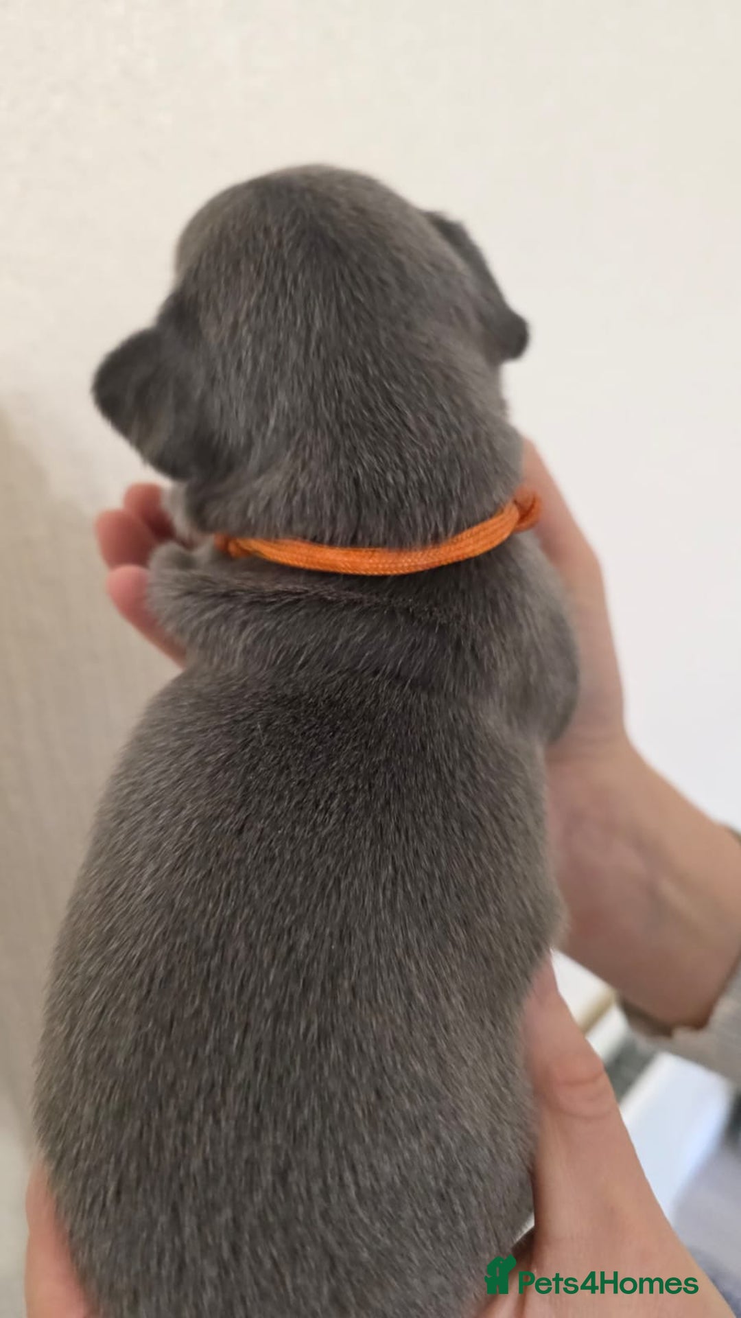 French Bulldog dogs for sale: Beautiful litter of French Bulldogs - Advert 22