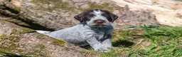 German Wirehaired Pointer dogs for sale: READY TO GO! HEALTH CHECKED, 2ND VACC. KC REG - Advert 9