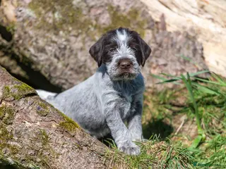 German Wirehaired Pointer dogs READY TO GO! HEALTH CHECKED, VACC. KC REG GWP PUPS - Advert 1