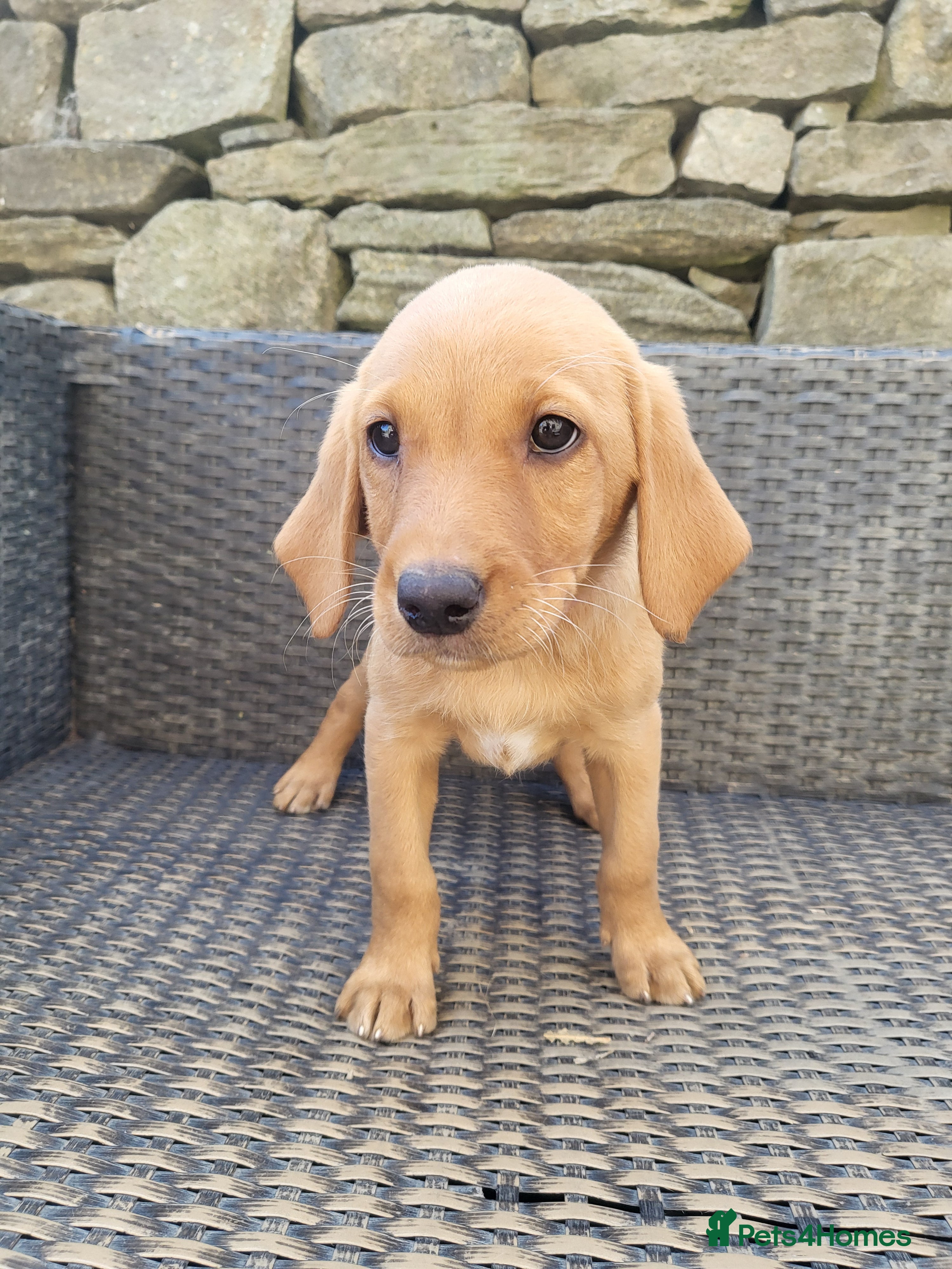 Labrador Retriever dogs Fox Red Labradors - Ready to go NOW KC Reg.  - Advert 1