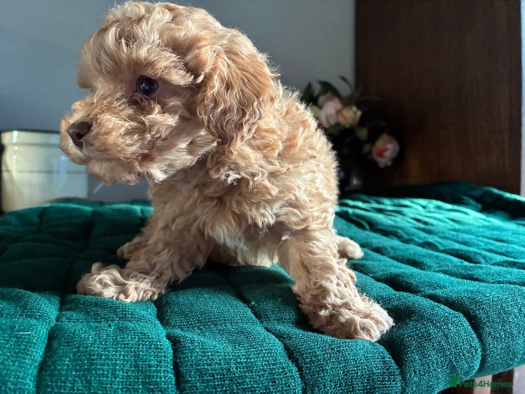Toy Poodle dogs for sale: Red and Apricot Tiny Toy Poodles - Ready Soon - Advert 9