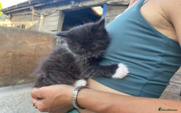 Mixed Breed cats for sale: 1 lovely girl kitten looking for forever home  - Image 3