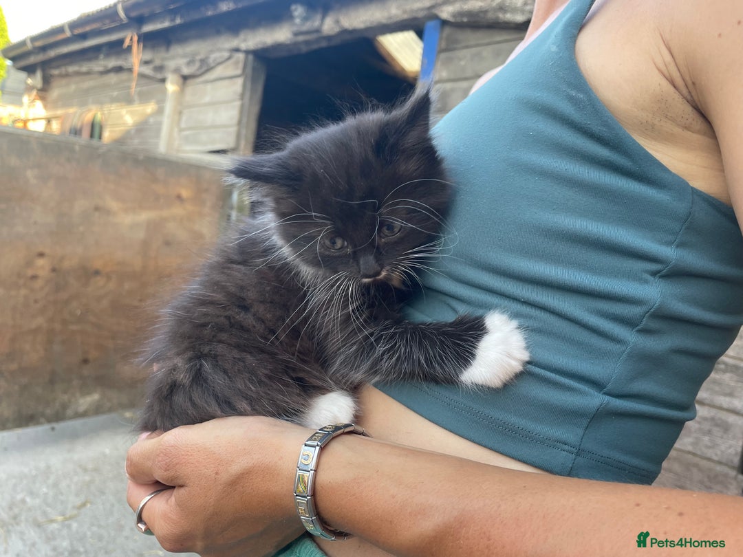 Mixed Breed cats for sale: 1 lovely girl kitten looking for forever home  - Image 3