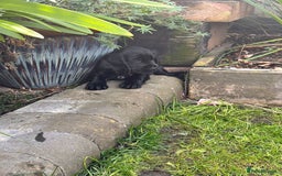 Cocker Spaniel dogs for sale: Black Cocker Spaniel Puppies - Image 8