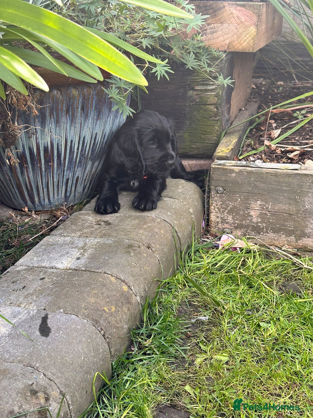 Cocker Spaniel dogs for sale: Black Cocker Spaniel Puppies - Image 8